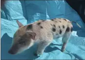  ?? ST. PAUL SAINTS BASEBALL VIA THE ASSOCIATED PRESS ?? A pig named Ozempig on Thursday at a farm in Wisconsin.