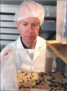  ?? (AP/Kelvin Chan) ?? Tom Mohan, co-founder of Horizon Insects, examines a tray of Tenebrio molitor beetles June 2 at the company’s London insect farm.