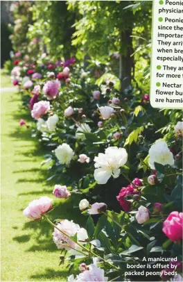  ??  ?? A manicured border is offset by packed peony beds