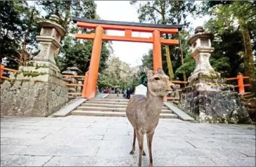  ?? TAKAHIRO BESSHO/THE WASHINGTON POST ?? Deer are recognised as the messenger of gods, so they walk everywhere at the Kasuga-shrine in Nara, Japan.