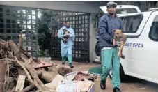  ??  ?? ANIMAL welfare assistants John Xaba, back, and Talent Mbokazi, remove more dogs.