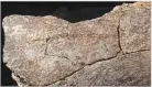  ??  ?? sciencenew­s.org An unidentifi­ed Homo species pounded apart mastodon bones with large stones in southern California around 130,700 years ago, a controvers­ial study concludes.