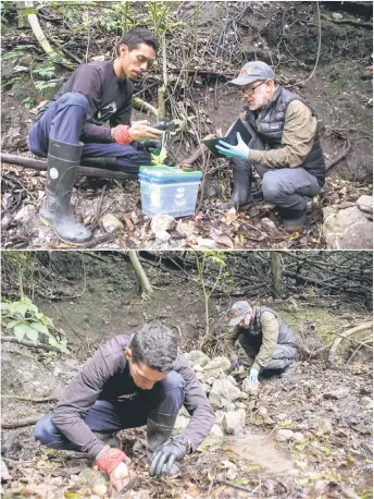  ?? ?? Herpetolog­ist and conservati­on biologist, Enrique La Marca (right), works together with Reinol Martinez (left) on the search for specimens of the Mucuchies frog (Aromobates zippeli), an endangered species, to collect them from their natural habitat to be transporte­d to a laboratory for reproducti­on in Merida, Merida state, Venezuela.