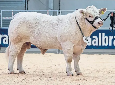 ??  ?? TOP PRICE: At the Stirling sales, Charolais bull Panmure Pringle sold for 9,500gn. Pictures by Wullie Marr.