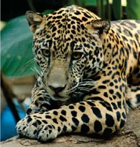  ?? CORTESÍA FUNDAZOO ?? El jaguar será una de las especies en estudio. También pumas, ocelotes, cauceles, yaguarundí­es y tigrillos.