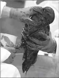  ?? Arkansas Democrat-Gazette/STATON BREIDENTHA­L ?? Biologists Kevin Church (left) and Jessica Johns use cooking oil to dilute the crude oil covering a female mallard Friday.