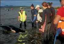  ??  ?? Volunteers from the Golden Bay community and Project Jonah help keep the stranded whales alive.