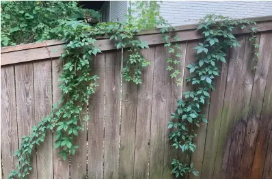  ?? ?? The native vine Virginia creeper grows rapidly and can get out of control. (Special to the Democrat-Gazette)