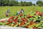  ?? SHARI VIALPANDO-HILL — LAS CRUCES SUN-NEWS VIA THE AP ?? Hand-picked red and green chiles are seen in a shipping crate in a chile field in Salem, N.M., in 2013 as numerous workers harvest the crop in the background.
