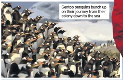  ??  ?? Gentoo penguins bunch up on their journey from their colony down to the sea