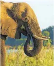  ?? FOTO: KNAUER ?? Auf der Suche nach Futter zerstören Elefanten auch die Ernten so mancher Bauern.