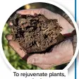  ?? ?? To rejuvenate plants, mound ericaceous compost over the crown