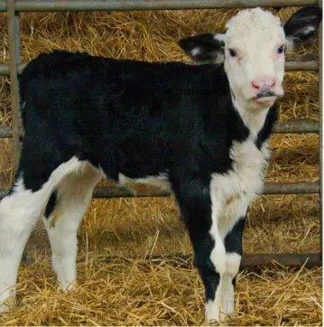  ??  ?? The cows and calves remain in the shed on straw until they are about two weeks old