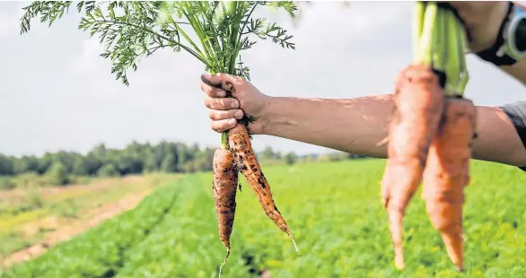  ?? ?? DANGLING THE CARROT: Lloyds Banking Group is offering a 1% discount on loans of up to £50,000 to organic farmers.