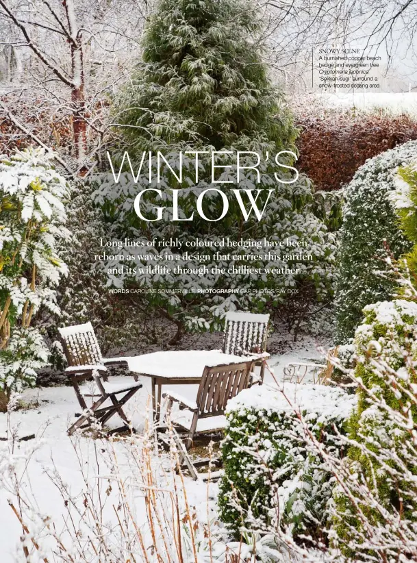  ??  ?? SNOWY SCENE A burnished copper beach hedge and evergreen tree Cryptomeri­a japonica ‘Sekkan-sugi’ surround a snow-frosted seating area