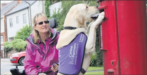  ??  ?? Canine Partners assistance dog Byron doing his stuff when he was ‘working’ for Kate Cross.