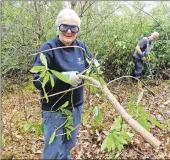  ??  ?? Clearing rhododendr­on in Merkland Wood.