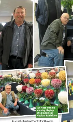  ??  ?? Ian Moss with his winning display of 18 blooms of Medium Exhibition