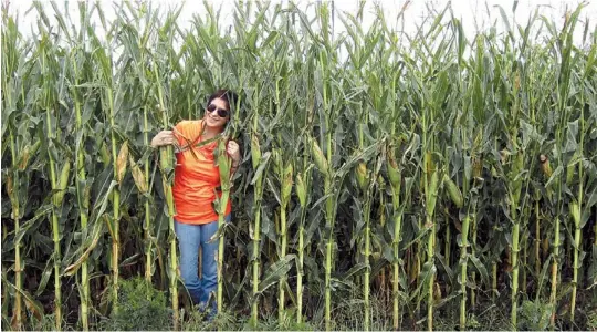  ??  ?? Naranja. Julieta Lastra en un lote de maíz en 9 de Julio. Las altas temperatur­as en el momento de la polinizaci­ón llevaron a que las espigas tengan pocos granos.