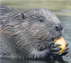  ?? Picture: PA. ?? Experts will investigat­e some areas where beaver sightings have been reported but not confirmed.