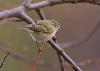  ?? ?? SEVEN: Hume’s Leaf Warbler (St Mary’s Wetland, Northumber­land, 12 November 2008). The somewhat bland face pattern of Hume’s Leaf Warbler is shown to good effect here. The ear coverts are very plain looking, the eyestripe is weak, particular­ly on the lores, and the superciliu­m, though long, is narrow and weakly defined. The underparts are heavily sullied grey, in contrast to the whiter underparts of both Pallas’s and Yellow-browed Warblers, and contribute further to the overall drab impression. The reduced wing markings are also clearly visible, as are a largely dark bill and dark-looking legs, again in contrast to the brighter orange hues shown by Yellow-browed Warbler.