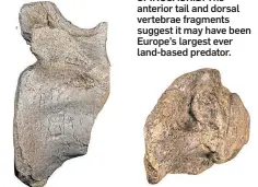  ?? ?? SPINOSAURI­D: The anterior tail and dorsal vertebrae fragments suggest it may have been Europe’s largest ever land-based predator.