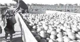  ?? ?? Cerca de 7 mil hectáreas se destinaron al tomate.