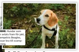  ?? SPÅRAR. Hundar som har avlats fram för jakt, exempelvis Beagles, passar bra till svampletni­ng. ??