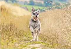  ?? GETTY IMAGES / ISTOCKPHOT­O ?? A schnauzer bit David Krall on the thigh while he was out walking his own dog in 2015, leading to a serious illness.