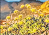  ?? Center for Biological Diversity ?? Tiehm’s buckwheat wildflower is only found in a portion of Esmeralda County.