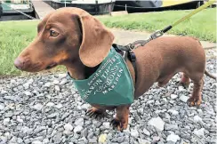  ?? PHOTO: ALISON WILKERSON ?? Gorgeous George sporting his Mikron bandana.