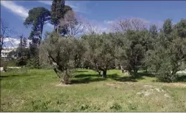  ?? (Photo L. A.) ?? Les oliviers déjà présents sur le site, seront conservés pour maintenir au lieu son aspect environnem­ental naturel.