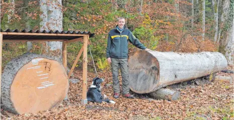  ?? FOTO: ANKE KUMBIER ?? Matthias Gerlach, Förster im Dürbheimer Gemeindewa­ld, hat die Fichtensch­eibe extra mit einem Dach geschützt.