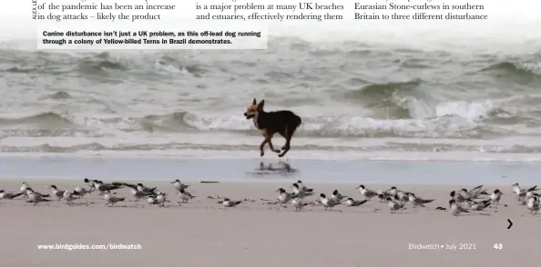  ??  ?? Canine disturbanc­e isn’t just a UK problem, as this off-lead dog running through a colony of Yellow-billed Terns in Brazil demonstrat­es.