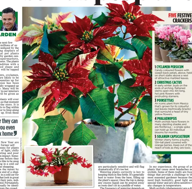  ?? BLOOMING HEALTHY: ?? A poinsettia in fine fettle and, inset above, the vibrant flowers of a Christmas cactus