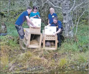  ??  ?? The three beavers are released into their new home in Argyll’s Knapdale Forest.
