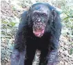 ?? FOTO: DPA ?? Ein wild lebender Schimpanse mit einer Lepra-Erkrankung.