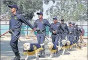  ?? SAMEER SEHGAL/HT ?? ■
Dogs being trained at a canine centre at Attari border in Amritsar on Saturday.