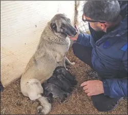  ??  ?? Yildiz tends to a dog feeding her puppies.