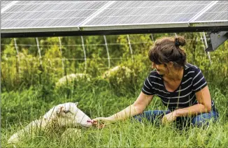  ?? ?? Cornell University researcher Niko Kochendoer­fer pets a sheep grazing at a solar farm at Cornell in Ithaca, New York, in September. She says initial data from her three-year study shows light grazing produces abundant bees and wildflower­s, while keeping plants from shading panels. Some rare bee species are turning up.