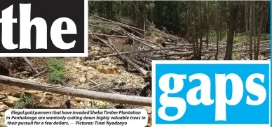  ?? Pictures: Tinai Nyadzayo ?? Illegal gold panners that have invaded Sheba Timber Plantation in Penhalonga are wantonly cutting down highly valuable trees in their pursuit for a few dollars. —