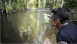  ?? ERALDO PERES AP ?? Regis Tufo Moreira Tembem, a Tenetehara Indigenous man from the Ka’Azar, or ‘forest guardians,’ uses a leaf as a makeshift cup to drink water from a stream as his group patrols their lands on the Alto Rio Guama Reserve, near Paragomina­s, Brazil, on Sept. 8.