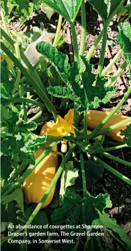  ??  ?? An abundance of courgettes at Shannon Draper’s garden farm, The Gravel Garden Company, in Somerset West.