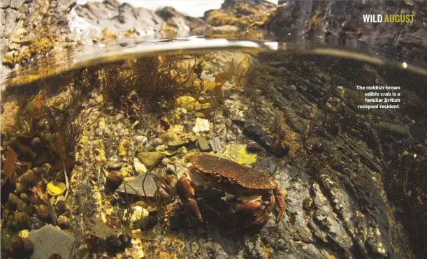  ??  ?? The reddish-brown edible crab is a familiar British rockpool resident.