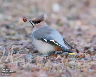  ??  ?? Waxwing, Lerwick, Shetland, November