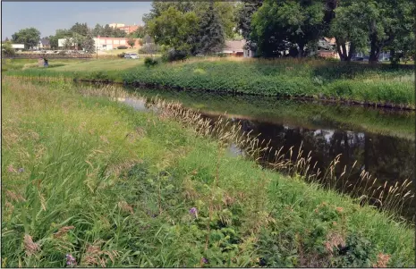  ?? Photo by Matthew Liebenberg/Prairie Post ?? A wide variety of vegetation grow on the banks of the Swift Current Creek where it flows past Elmwood Park in Swift Current. The Aug. 10 event will include a walk to identify invasive weeds along the creek.