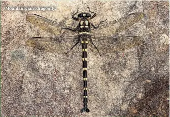  ??  ?? Mountain giant dragonfly.