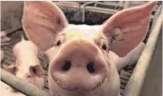  ?? FOTO: MATTHIAS SCHRADER ?? Am Dienstag musste sich ein Schweinezü­chter vor dem Ellwanger Landgerich­t verantwort­en, weil er seinen Tieren in zu hohen Mengen Medikament­e verabreich­t haben soll. Das Verfahren wurde gegen eine Geldbuße eingestell­t.