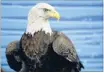  ?? Photo: REUTERS ?? National symbol: The Northern Arapaho tribe has been granted the right to kill or capture and release two bald eagles this year.