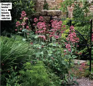  ?? ?? Drought beater – try a beauty like red valerian